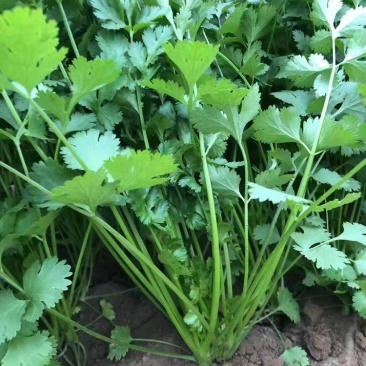 绿君香菜种子耐热耐寒耐抽苔优质芫荽种籽油绿速生香菜