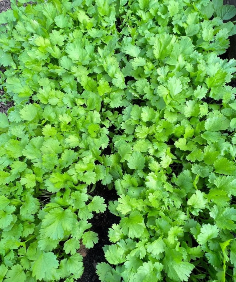 绿君香菜种子耐热耐寒耐抽苔优质芫荽种籽油绿速生香菜