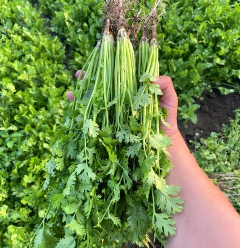 绿君香菜种子耐热耐寒耐抽苔优质芫荽种籽油绿速生香菜