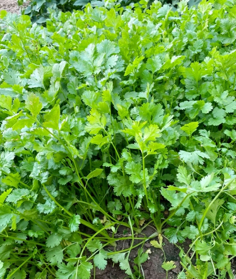 绿君香菜种子耐热耐寒耐抽苔优质芫荽种籽油绿速生香菜