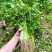 绿君香菜种子耐热耐寒耐抽苔优质芫荽种籽油绿速生香菜