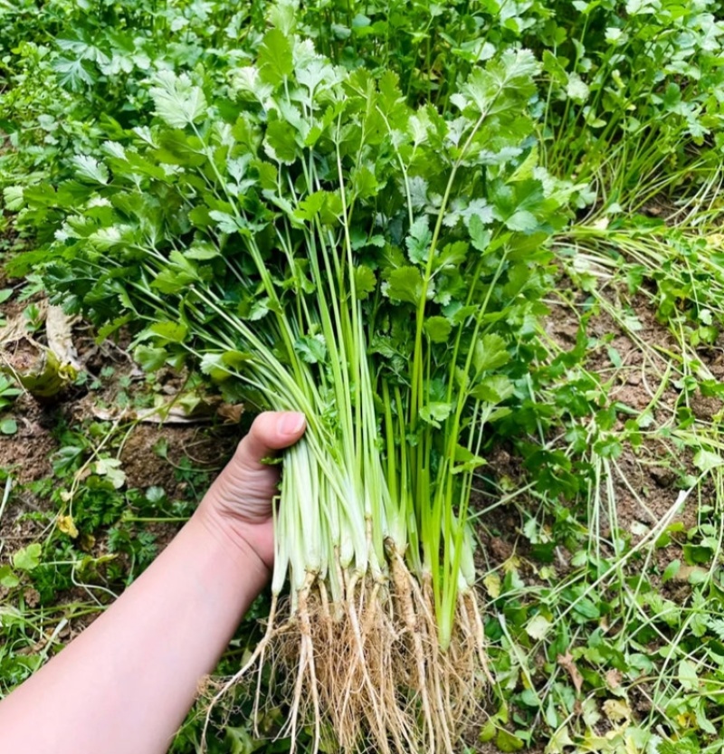 绿君香菜种子耐热耐寒耐抽苔优质芫荽种籽油绿速生香菜