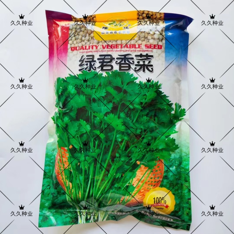 绿君香菜种子耐热耐寒耐抽苔优质芫荽种籽油绿速生香菜