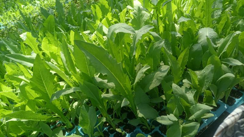 正宗博白甜麦菜种苗杯苗（营养杯培育）