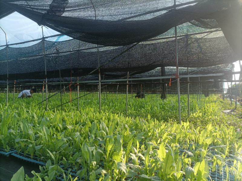 正宗博白甜麦菜种苗杯苗（营养杯培育）