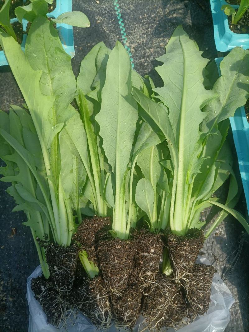 正宗博白甜麦菜种苗杯苗（营养杯培育）