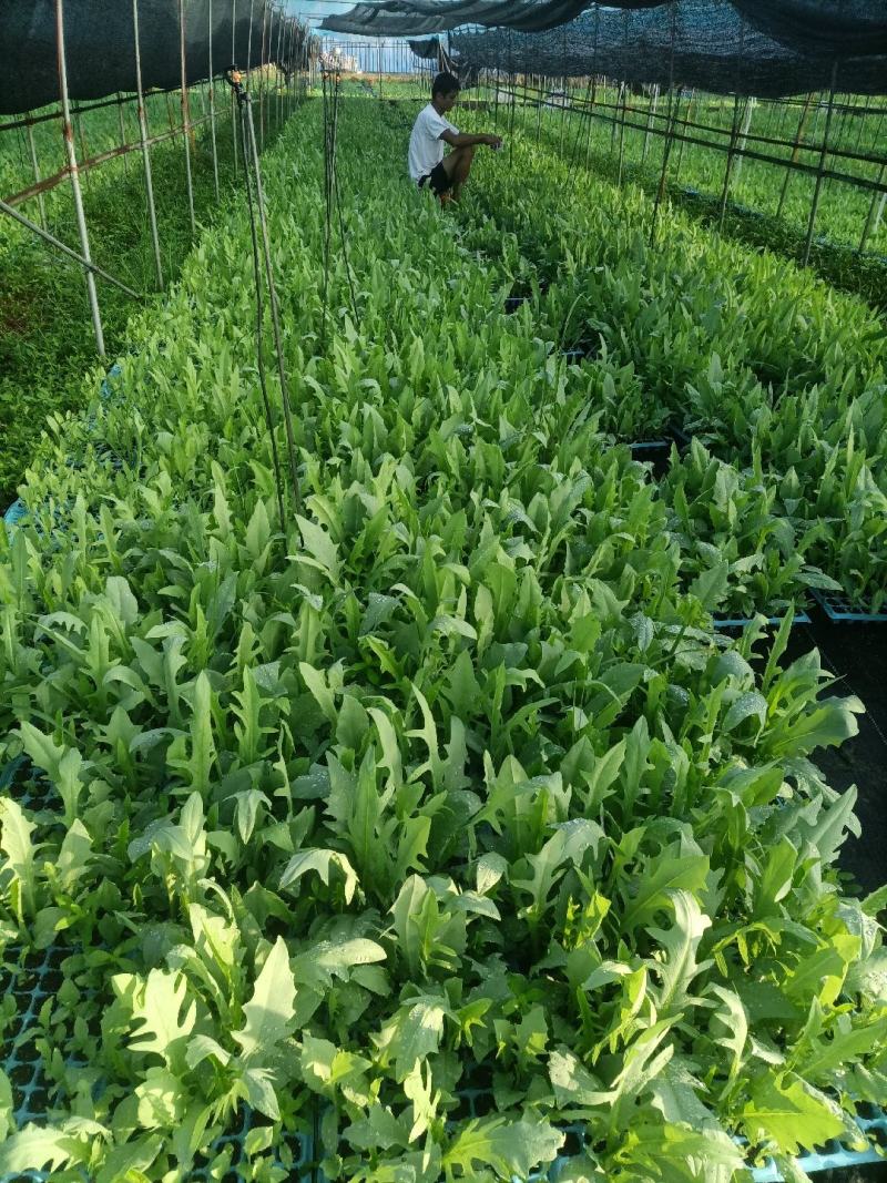 正宗博白甜麦菜种苗杯苗（营养杯培育）