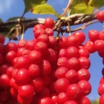 五味子鲜果量大