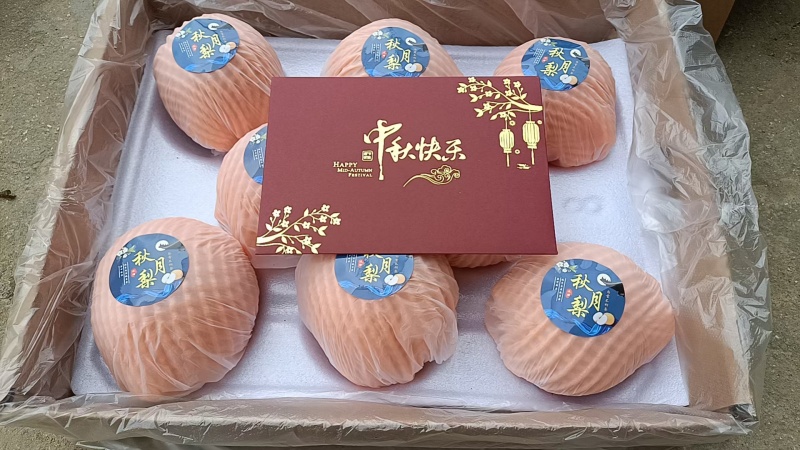 秋月梨。超甜口感。全国代发。欢迎咨询。。