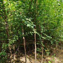 榆树苗