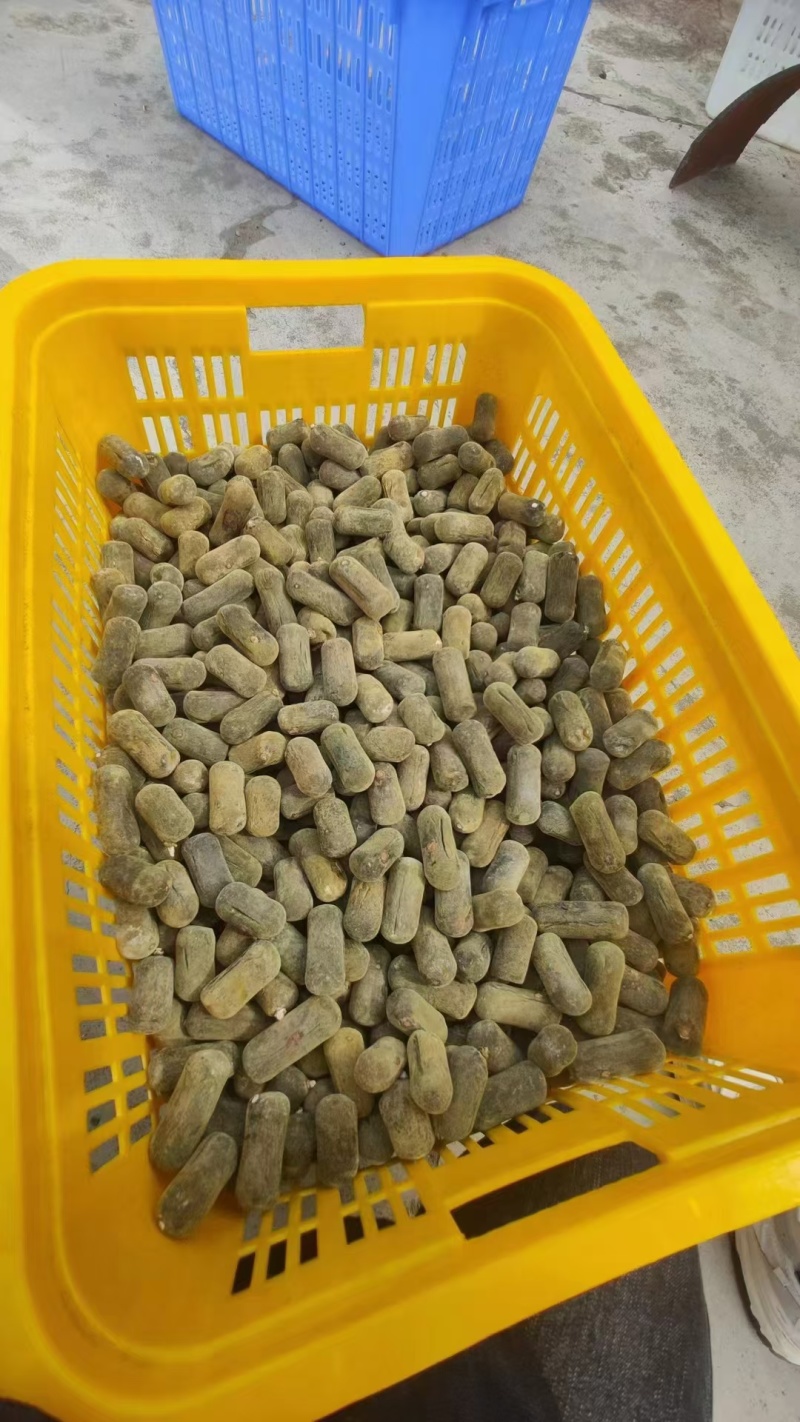 化橘红大量现货供应，品质保证，可视频看货，欢迎电联