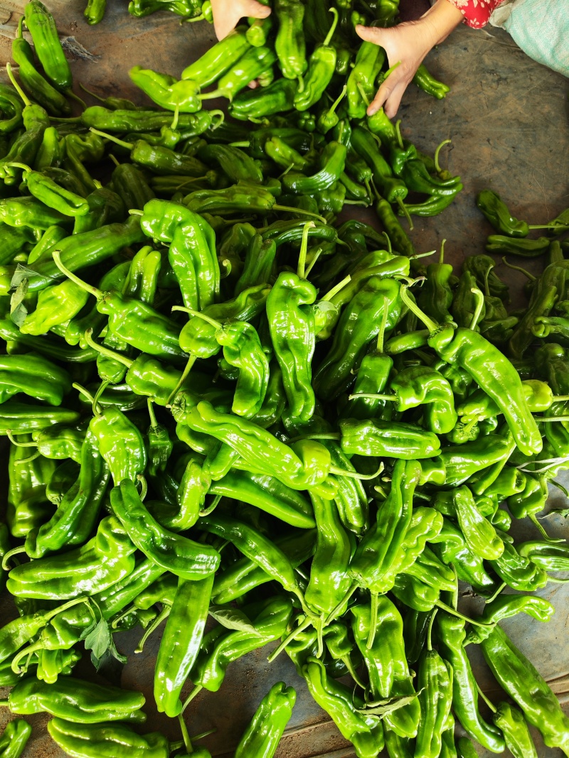 精品薄皮芜湖椒，苏椒，砀椒大量上市，货源充足代收代发全国