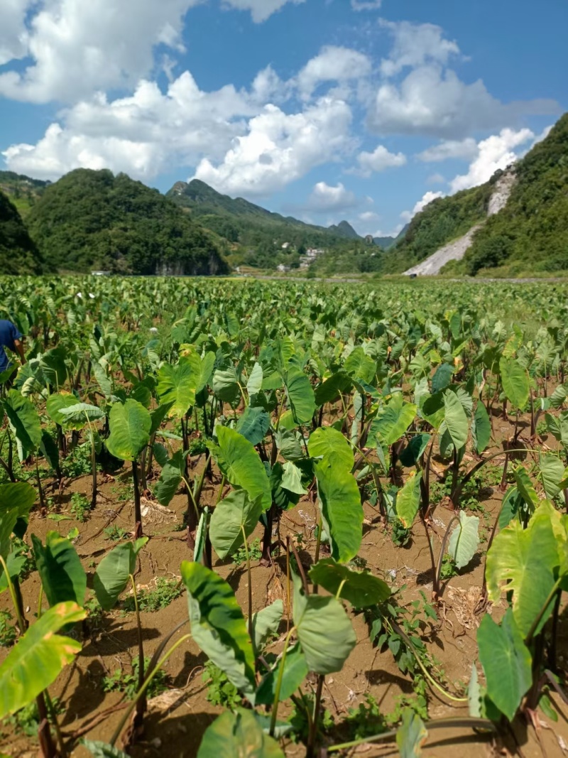 贵州高山毛芋头