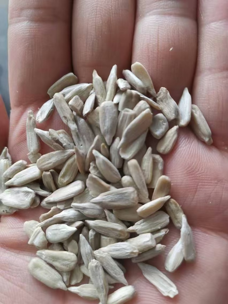 葵花籽，国产葵花籽，进口葵花籽常年有货