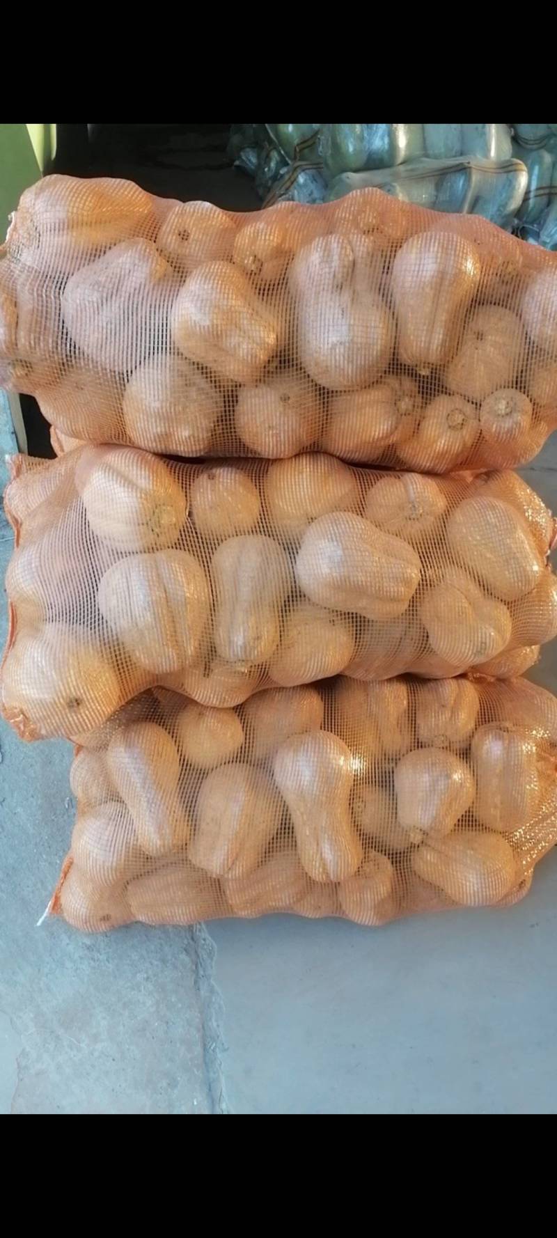 小金香精品南瓜