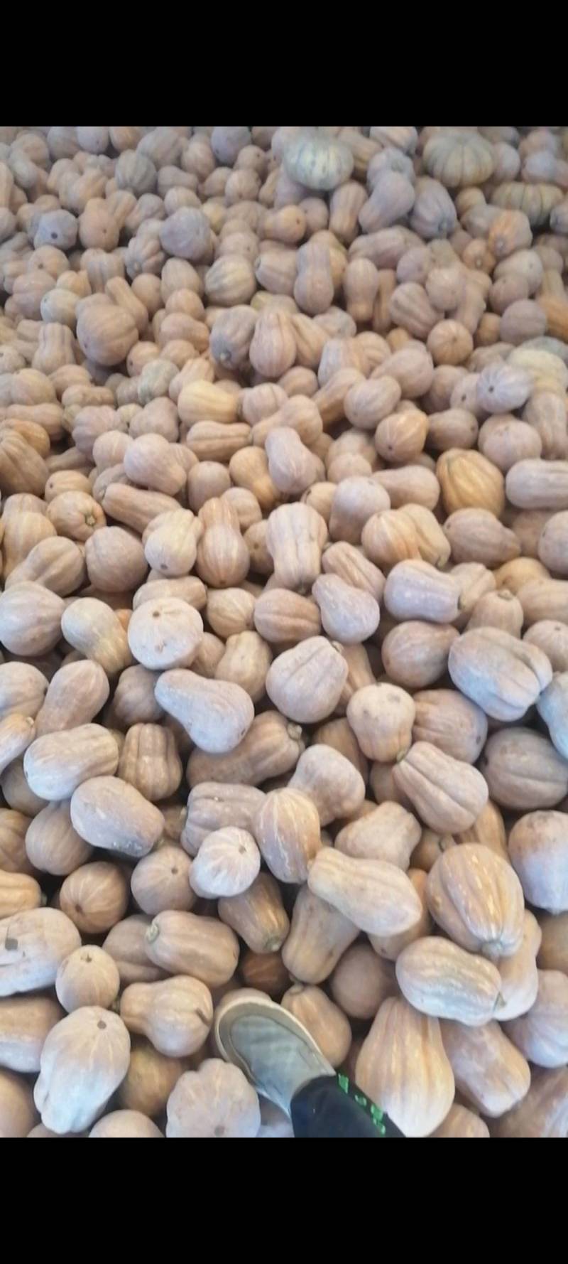小金香精品南瓜