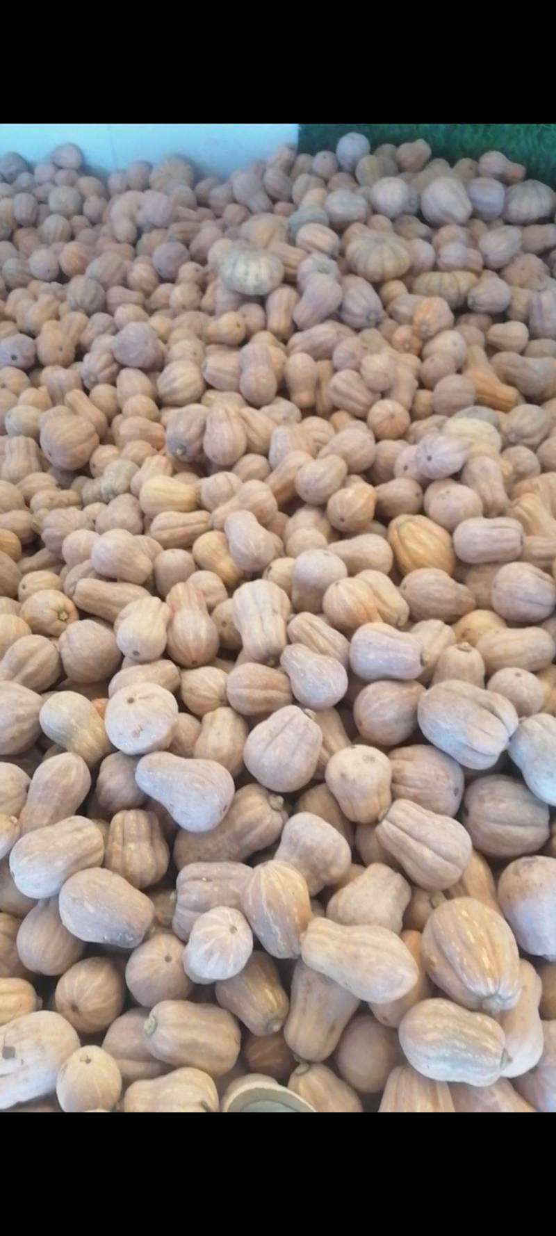 小金香精品南瓜