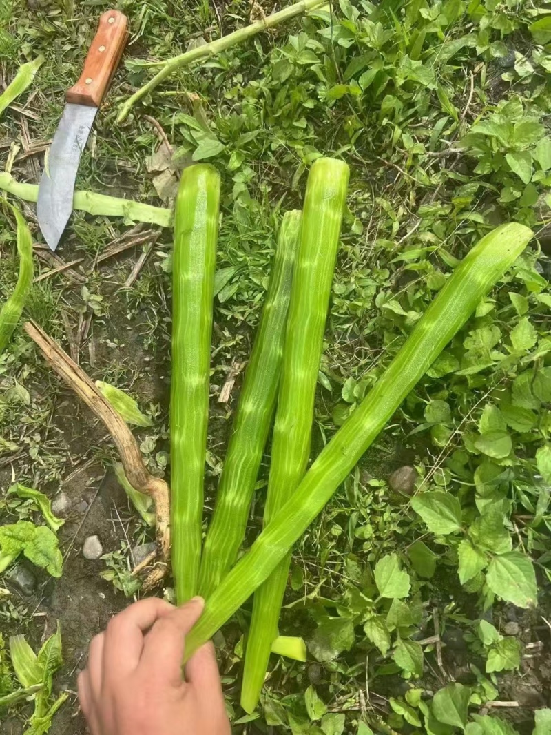 去皮莴笋肉，三青莴笋杆子，三青莴笋，产地直发，真空包装