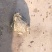 种蟾蜍接受预定，浆多，点位高活力强（不发货）