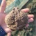 种蟾蜍接受预定，浆多，点位高活力强（不发货）