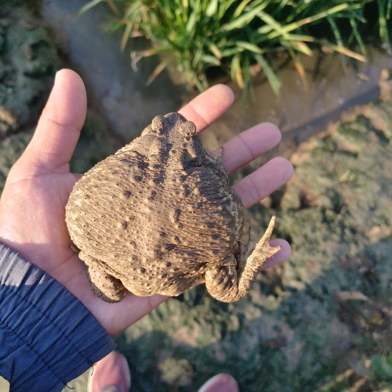 种蟾蜍接受预定，浆多，点位高活力强（不发货）