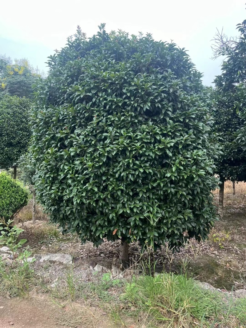 桂花树(独杆金桂)地径10公分一18公分，冠幅2m一3m