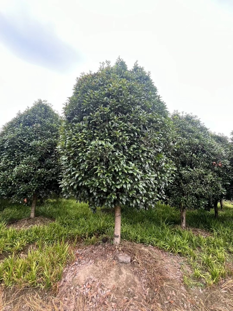 桂花树(独杆金桂)地径10公分一18公分，冠幅2m一3m
