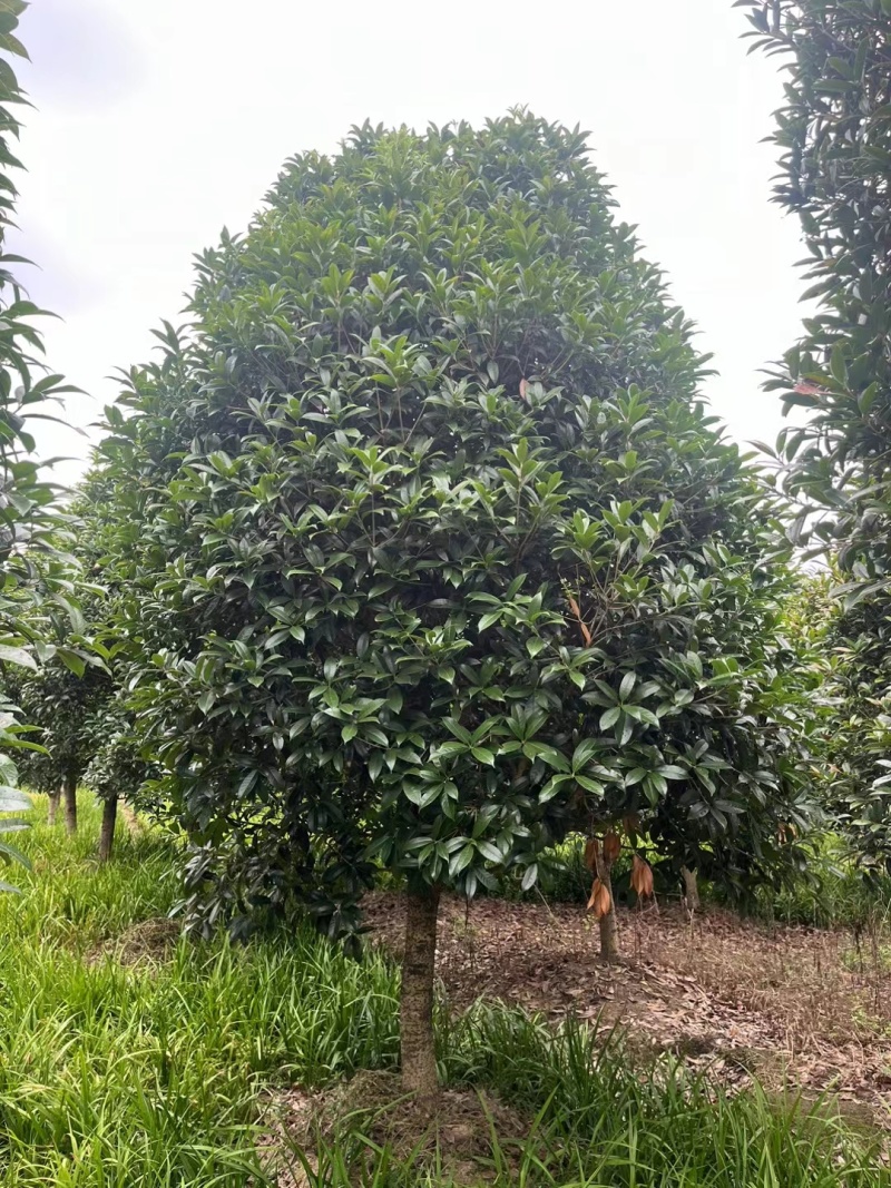 桂花树(独杆金桂)地径10公分一18公分，冠幅2m一3m