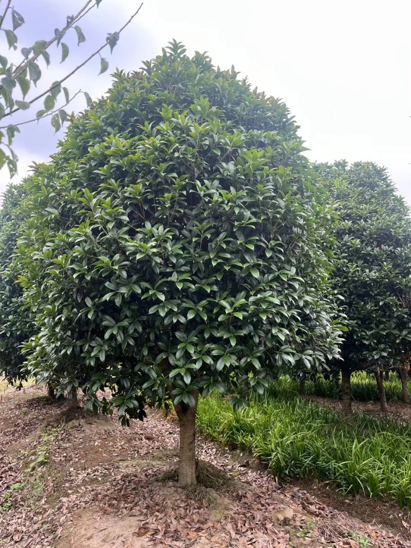 桂花树(独杆金桂)地径10公分一18公分，冠幅2m一3m