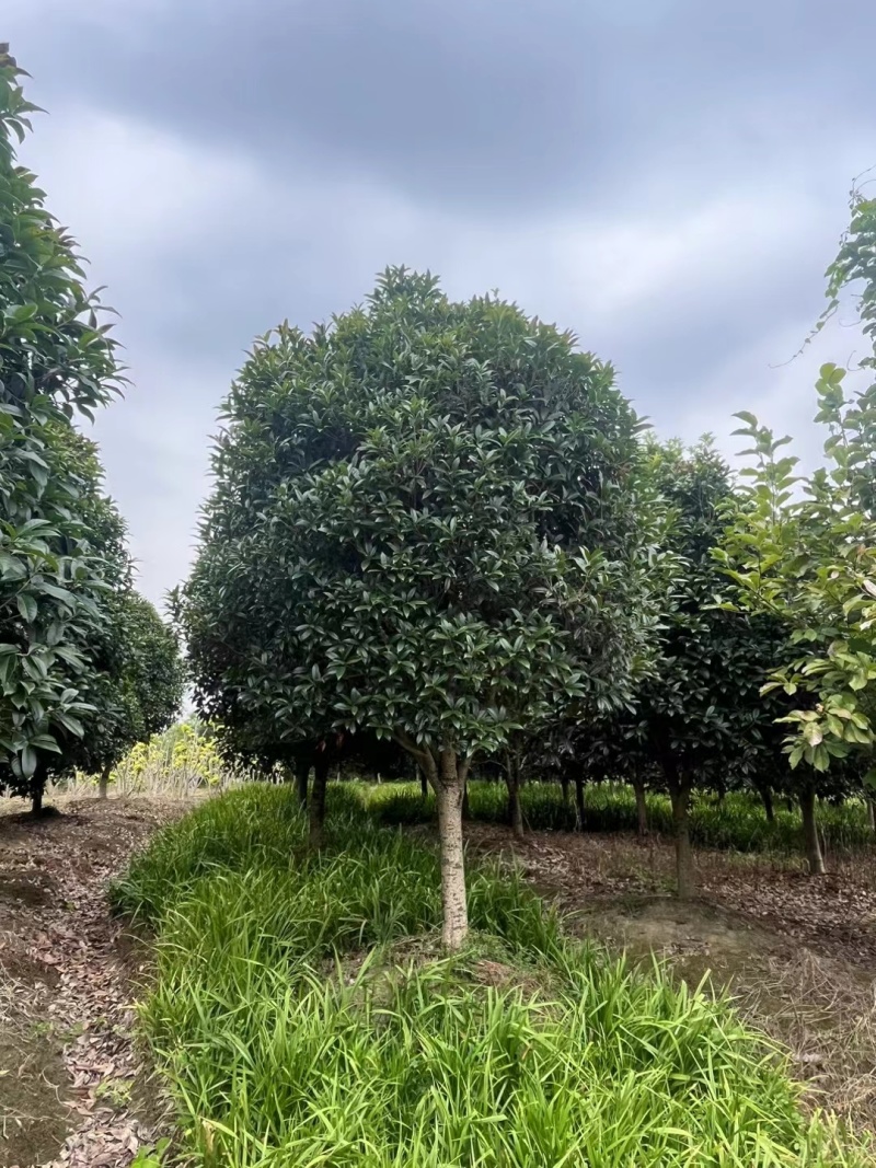桂花树(独杆金桂)地径10公分一18公分，冠幅2m一3m