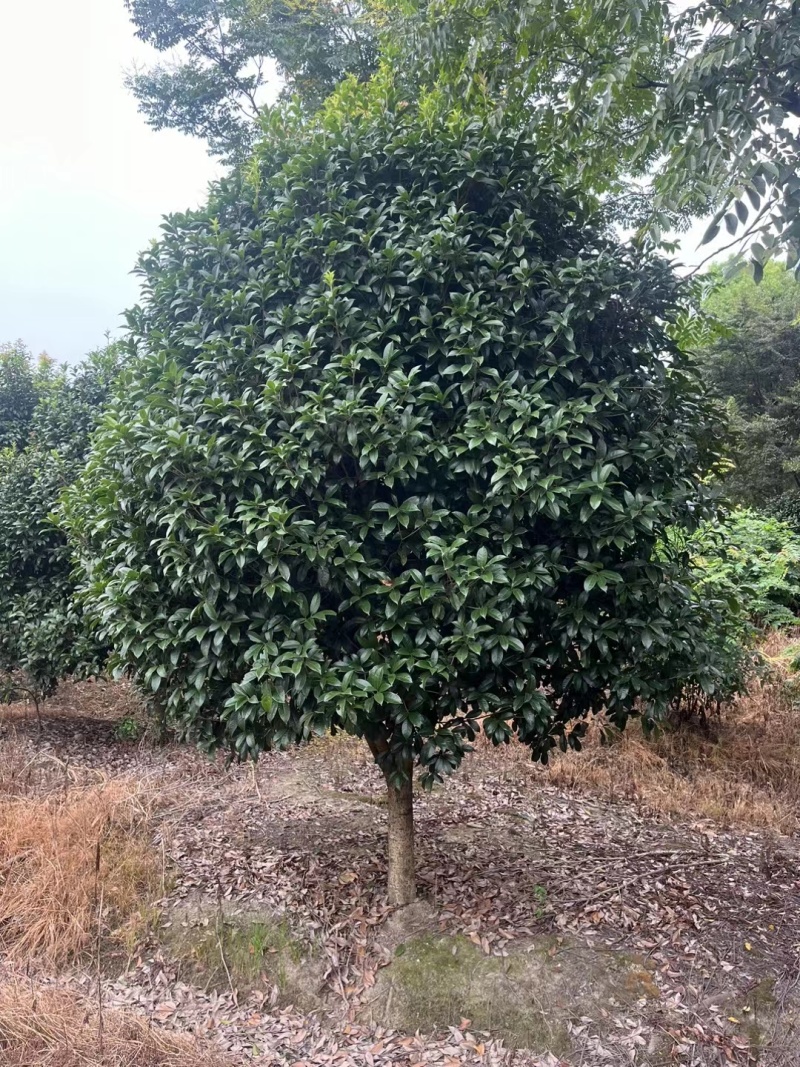 桂花树(独杆金桂)地径10公分一18公分，冠幅2m一3m