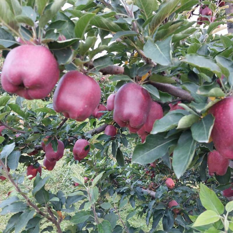 甘肃秦安精品高山花牛已上市。