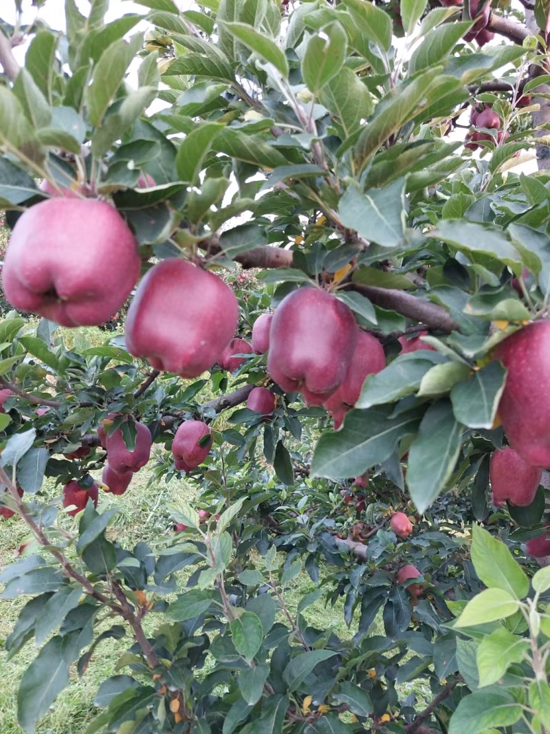 甘肃秦安精品高山花牛已上市。