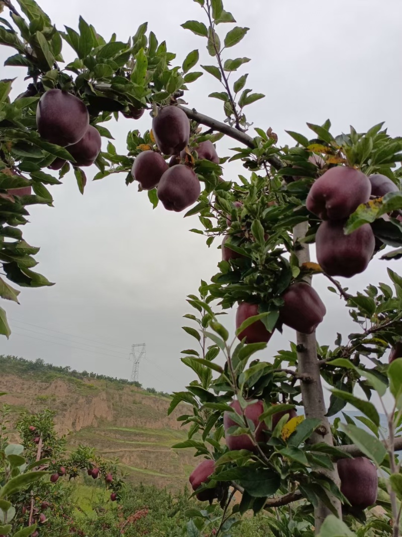 甘肃秦安精品高山花牛已上市。