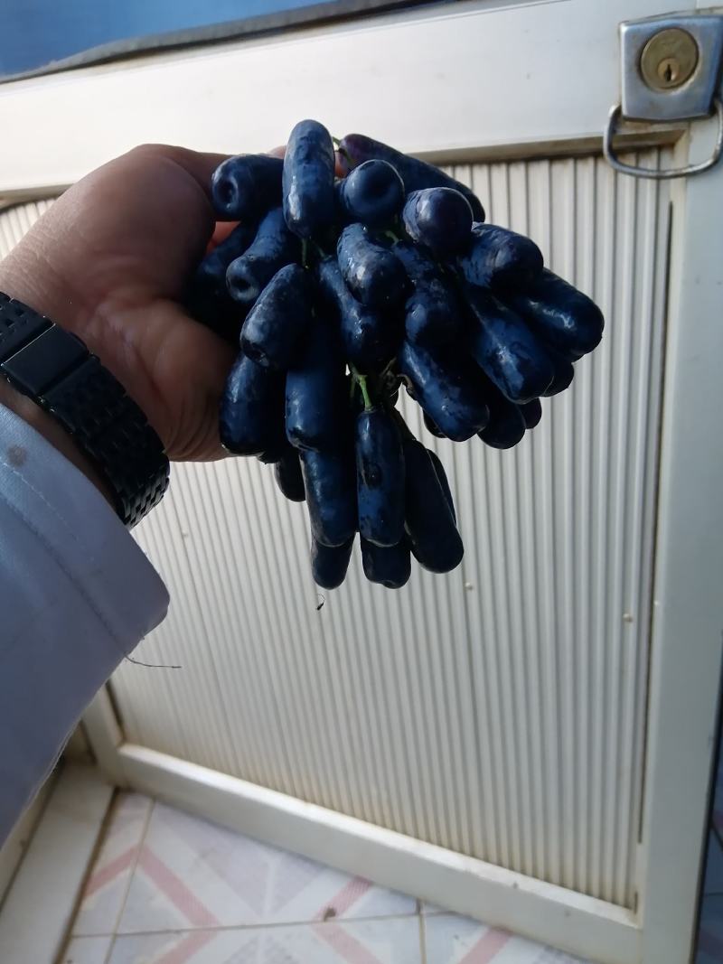 各种葡萄