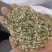 白芷种子，白芷子，5斤以上非边远地区包邮！