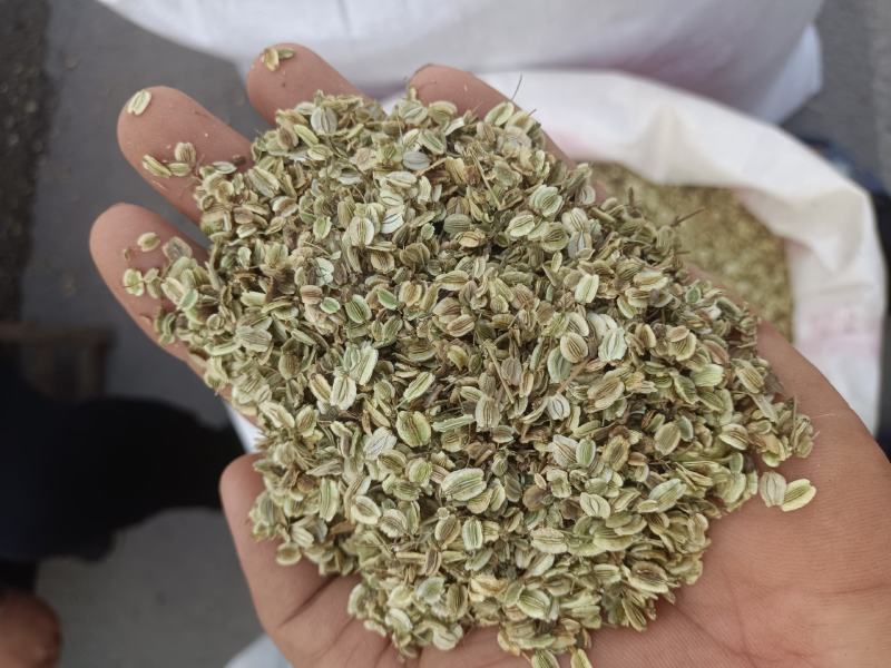 白芷种子，白芷子，5斤以上非边远地区包邮！