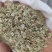 白芷种子，白芷子，5斤以上非边远地区包邮！