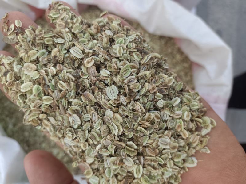 白芷种子，白芷子，5斤以上非边远地区包邮！