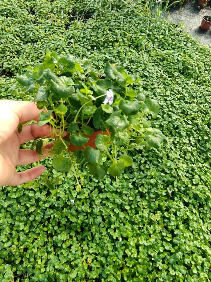 草花熊猫堇120杯，量大价优，欢迎来一亩田订购