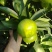 四川资阳柑橘特早蜜桔高山蜜桔产地直发一手货源代发全国