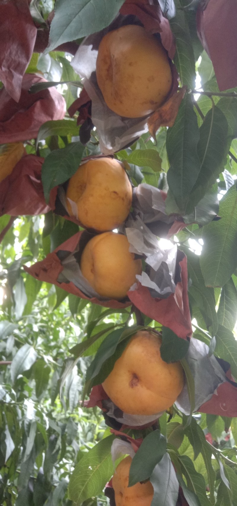 天后四两起步