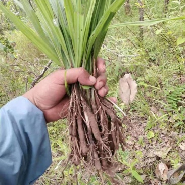 优质仙茅根部云南产地直供,,货量充足,全国无死角代收代卖,