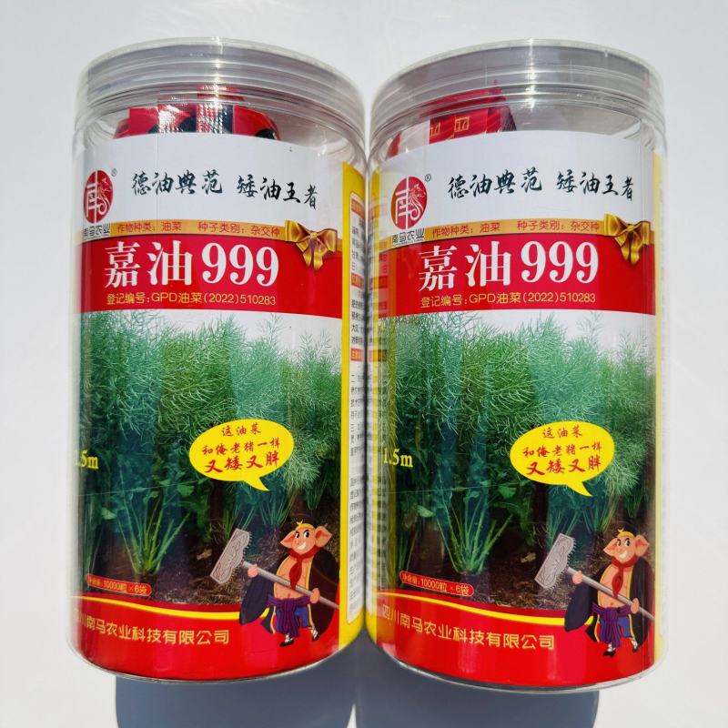 抗倒抗寒高含油油菜种子南马嘉油999油菜种子杂交