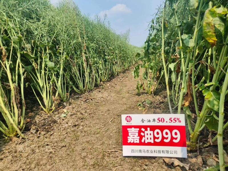 抗倒抗寒高含油油菜种子南马嘉油999油菜种子杂交
