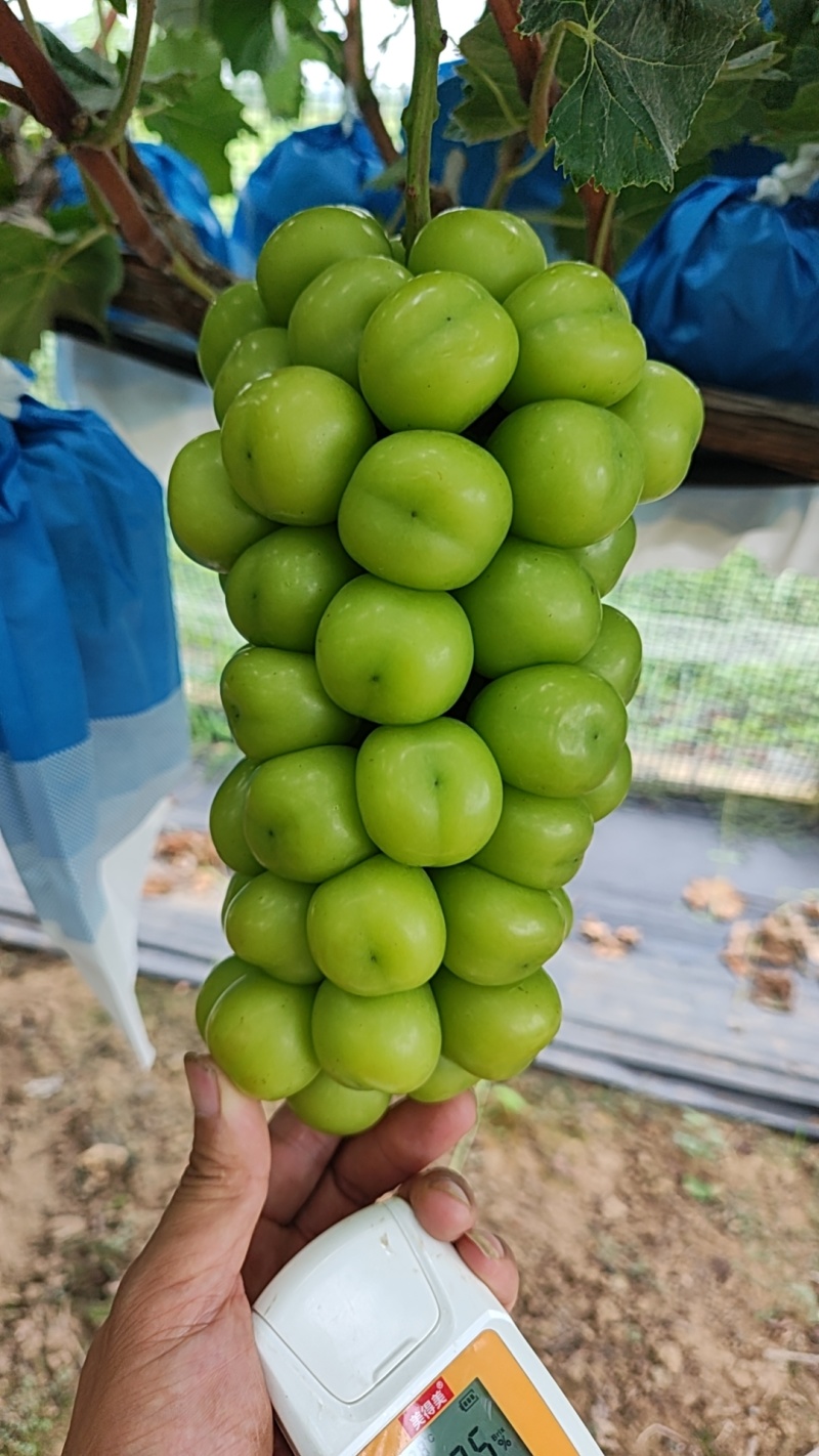 阳光玫瑰