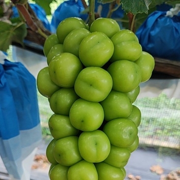 阳光玫瑰