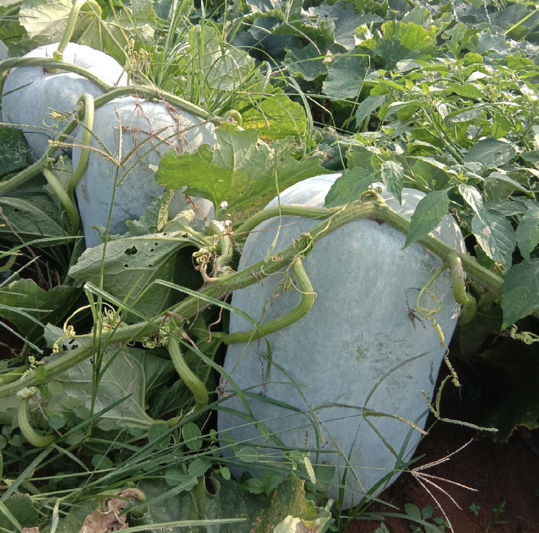 白皮冬瓜采收与分级包装场景