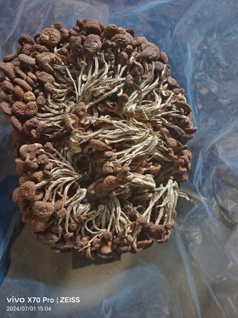 精品五号茶树菇