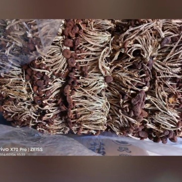 精品五号茶树菇